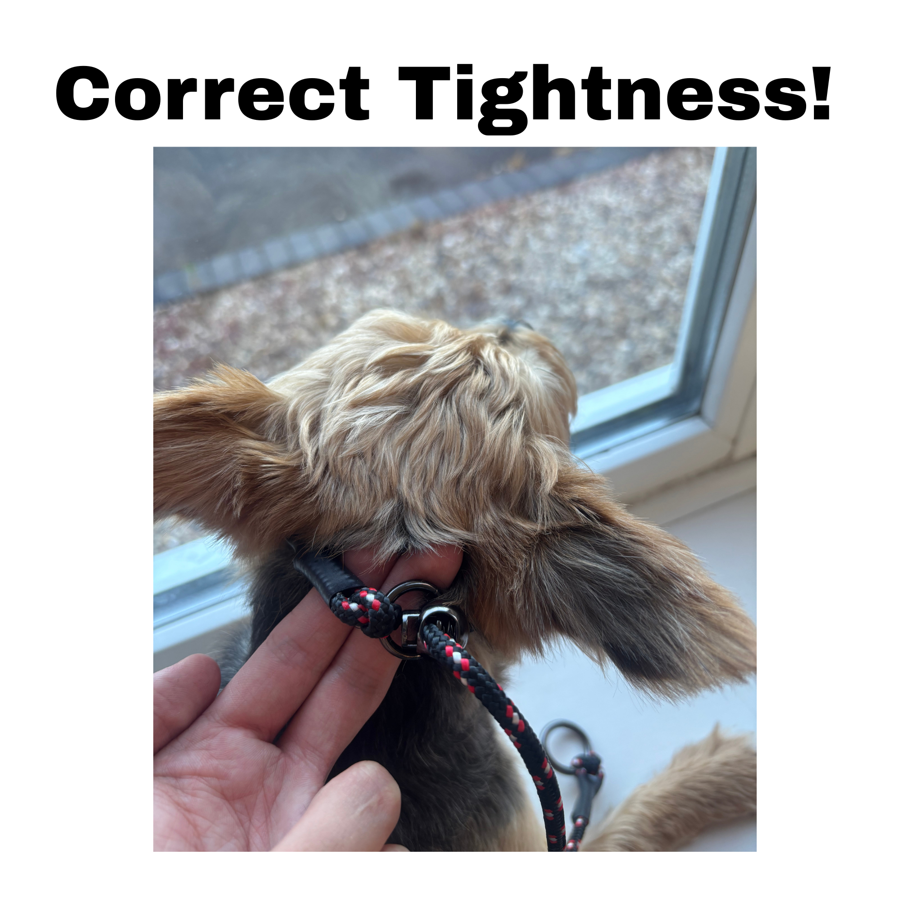 The S.H Kind Collar the friendly fix for pulling