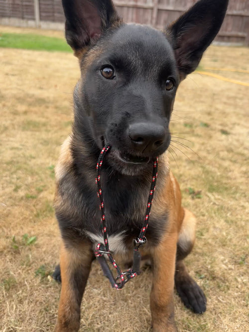 The S.H Collar The fix for pulling